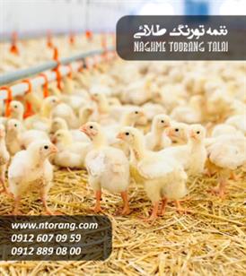فروش چوجه گوشتی مرغک